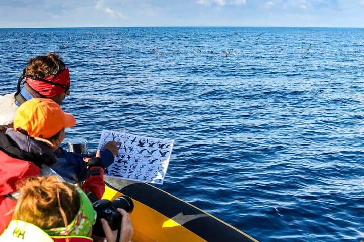 Azores Marine Birdwatching Expedition with Biologist Guide — São Miguel RIB Tour photo 2