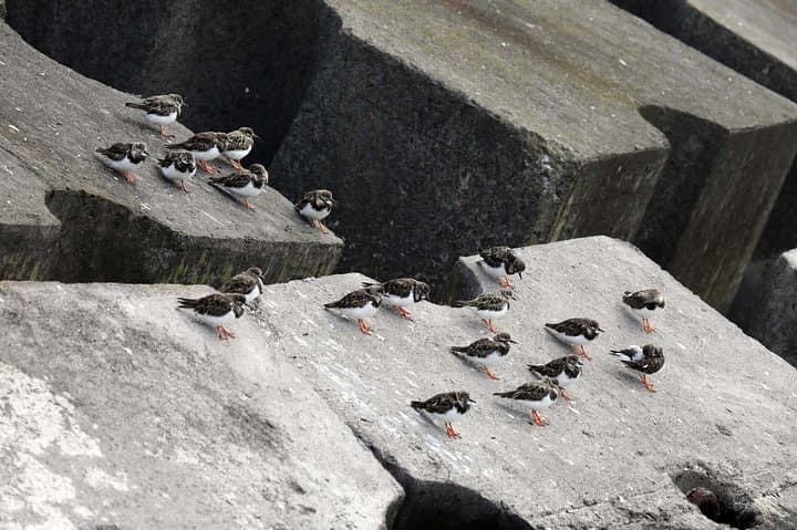 Azores Marine Birdwatching Expedition with Biologist Guide — São Miguel RIB Tour photo 4