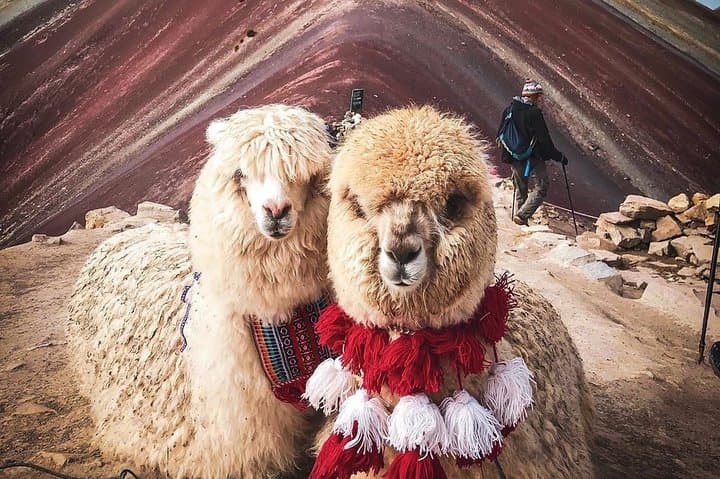 Day Trip to Vinicunca (Rainbow Mountain): 7 Colors Mountain Tour from Cusco