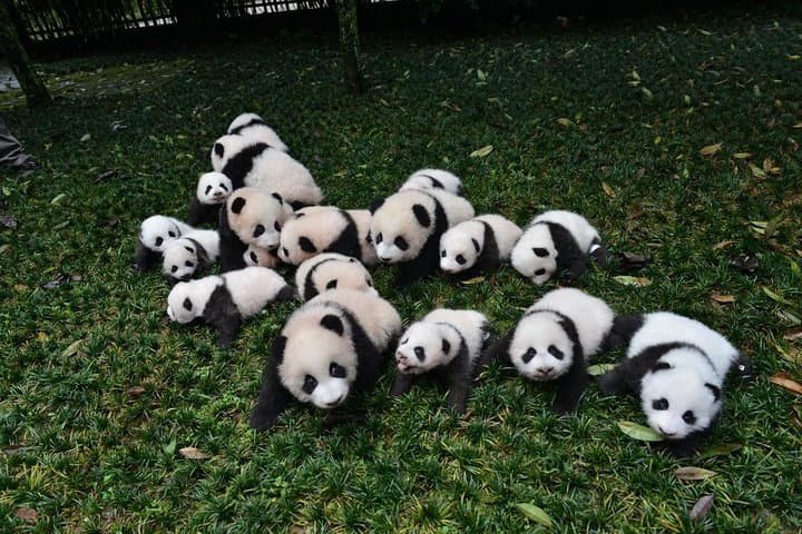 Chongqing to Chengdu Panda Base and Leshan Giant Buddha Private Day Tour photo 2
