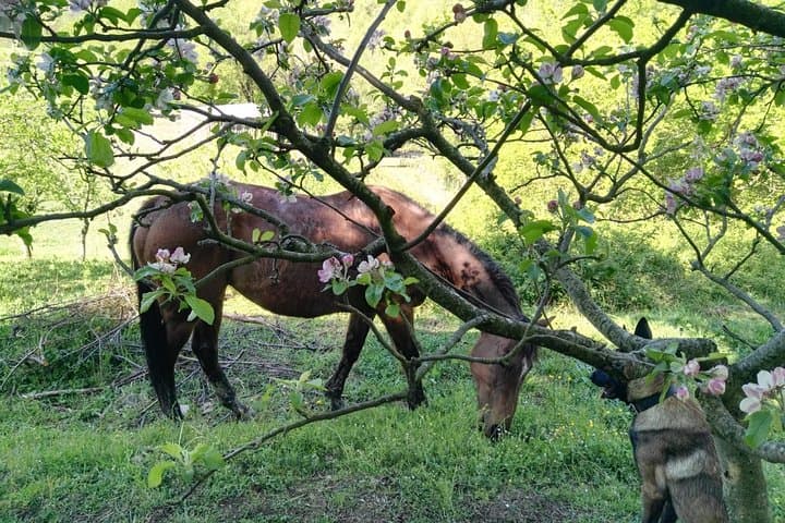Mugello Horse Ride from Florence: Apennine Ridge Trails and Tuscan Aperitivo photo 4