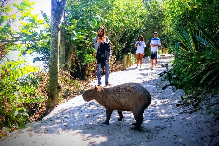Rio Nature Secrets: Tijuca, Mangroves & Prainha Eco-City Tour photo 3