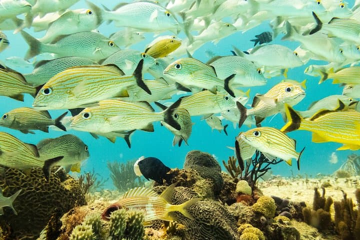 Half-Day Playa del Carmen Scuba: Small-Group Reef Dives photo 2