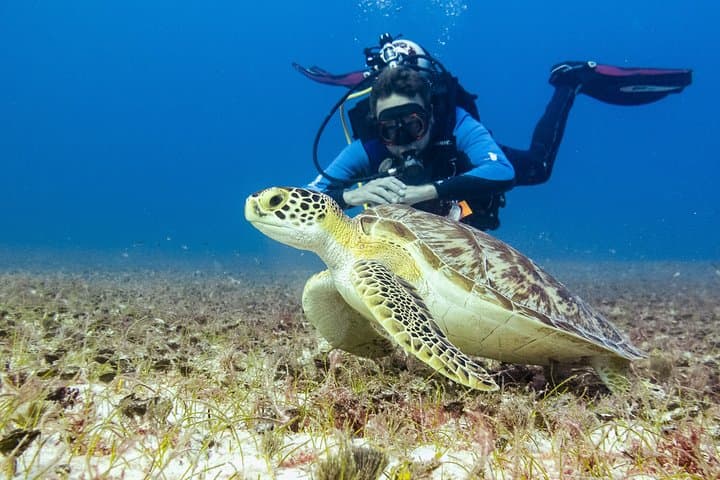 Half-Day Playa del Carmen Scuba: Small-Group Reef Dives photo 3