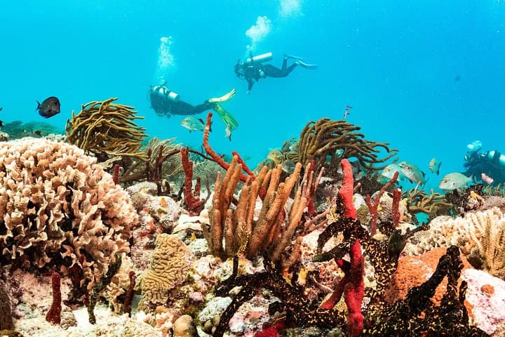 Half-Day Playa del Carmen Scuba: Small-Group Reef Dives photo 4