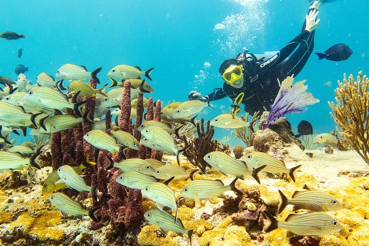 Half-Day Playa del Carmen Scuba: Small-Group Reef Dives