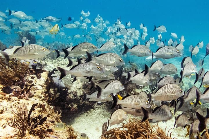 Half-Day Playa del Carmen Scuba: Small-Group Reef Dives photo 6