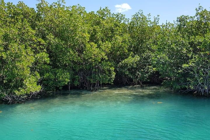 Drive a Speed Boat Through Nichupté Lagoon — Mangrove Canals & Cancun Hotel Zone Views photo 4