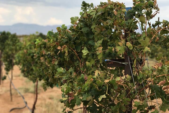 Route 66 Desert Wine, Distillery & Brewery Day Tour from Kingman photo 3