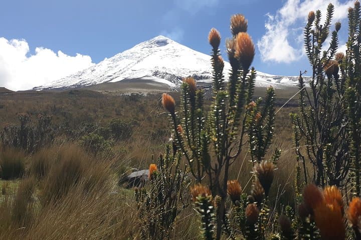 Andes-to-Amazon Triangle: 5-Day Cotopaxi, Baños & Napo River Adventure from Quito photo 2