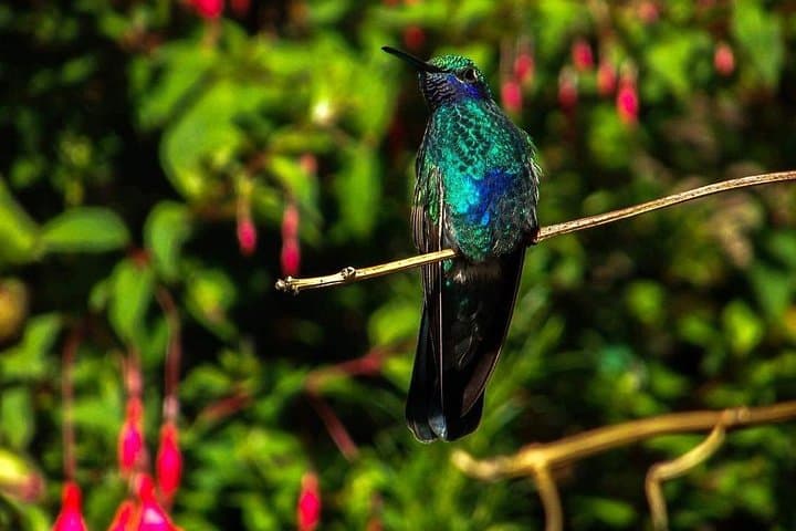 Pifo Rose Farm & Horseback Ride: Private Day Trip from Quito photo 6