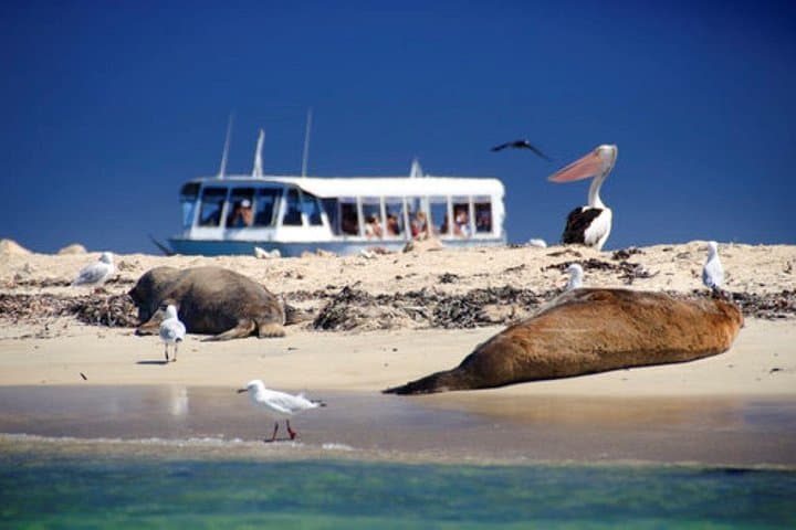 Shoalwater Islands Dolphin, Sea Lion & Penguin Island 60-Minute Wildlife Cruise