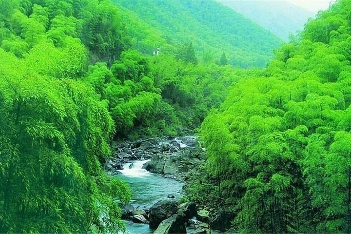 Yixing Bamboo Sea Private Day Tour from Shanghai — Bamboo Forest Cable Car & Tea Trails photo 3