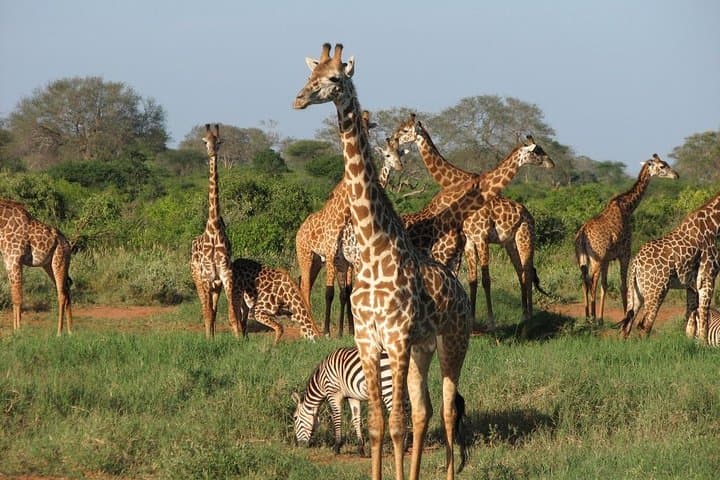 2-Day Tsavo East Safari at Sentrim Camp — Red Elephants & Galana River