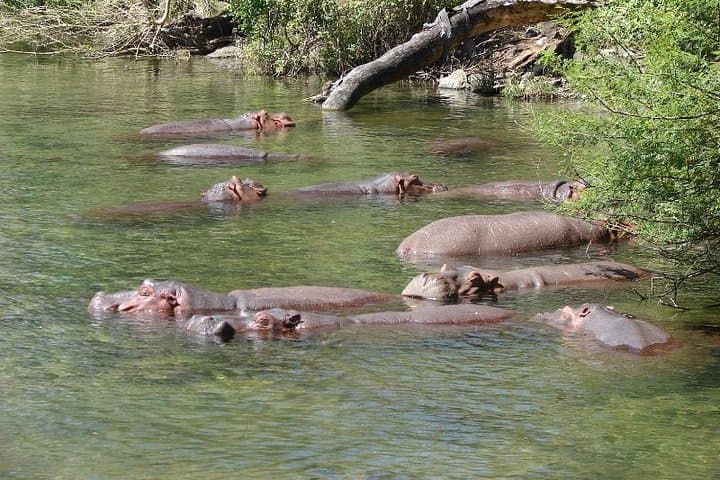2-Day Tsavo East Safari at Sentrim Camp — Red Elephants & Galana River photo 2