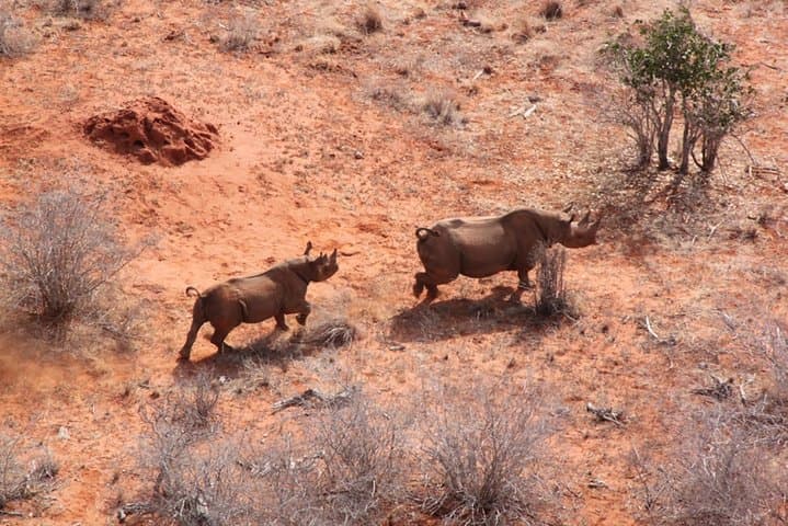2-Day Tsavo East Safari at Sentrim Camp — Red Elephants & Galana River photo 6
