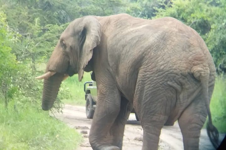 Akagera National Park Full-Day Private Safari from Kigali photo 4