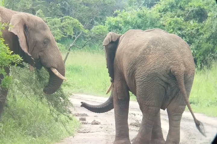 Akagera National Park Full-Day Private Safari from Kigali photo 5