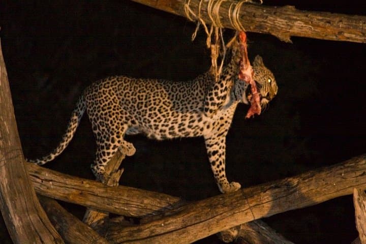 2-Day Tsavo East Safari at Sentrim Camp — Red Elephants & Galana River photo 3