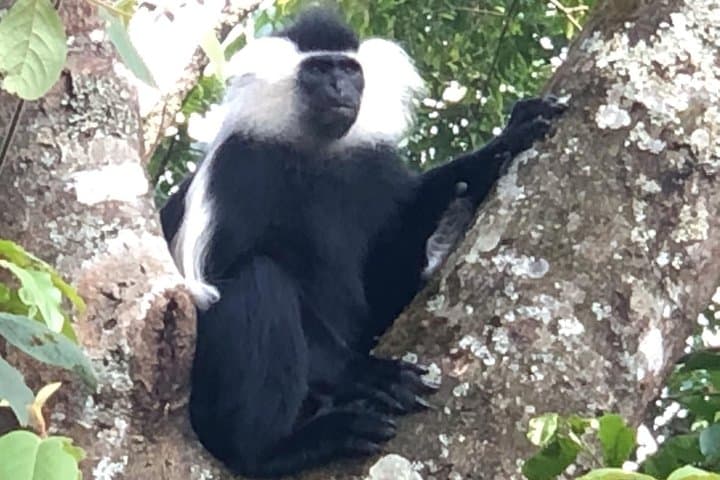 Nyungwe National Park Canopy Walk & Birding Day Trip from Kigali photo 4
