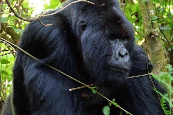 Gorilla Trekking in Volcanoes National Park: A Practical Guide to Rwanda's Mountain Giants photo 3