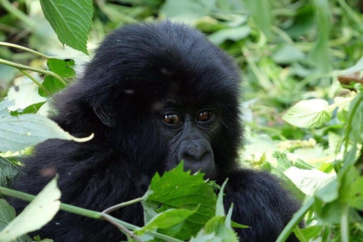 Gorilla Trekking in Volcanoes National Park: A Practical Guide to Rwanda's Mountain Giants photo 4