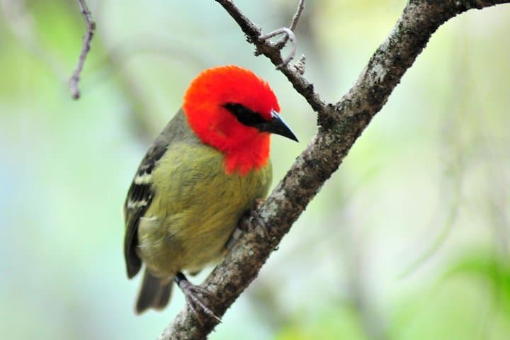 Ile aux Aigrettes to Gris Gris: Private Tea Route & Nature Reserve Day Tour, Mauritius photo 2