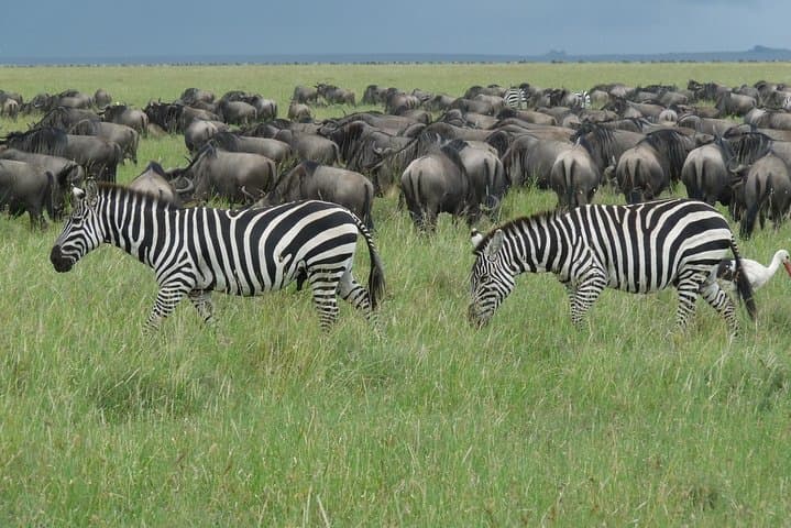 Witness the Great Wildebeest Migration: 8-Day Serengeti Safari photo 2