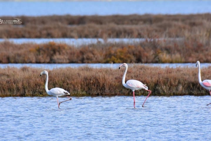 Kayak and Birdwatching at Divjaka-Karavasta National Park, Albania photo 5