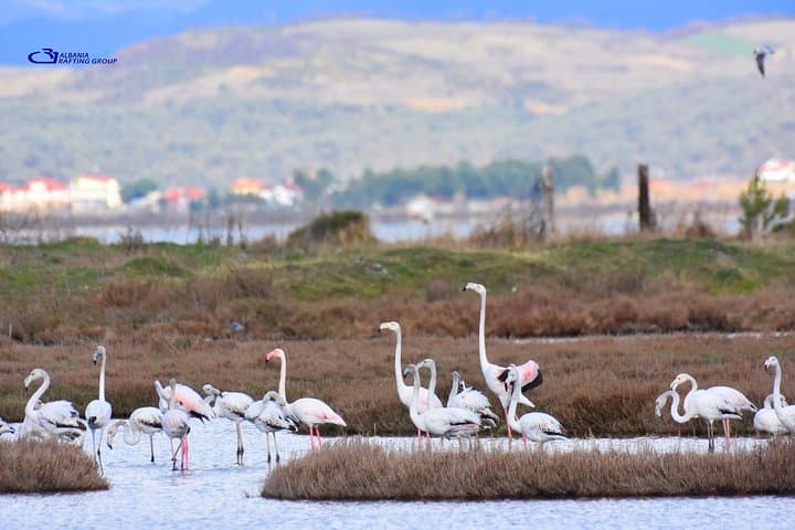 Kayak and Birdwatching at Divjaka-Karavasta National Park, Albania photo 6