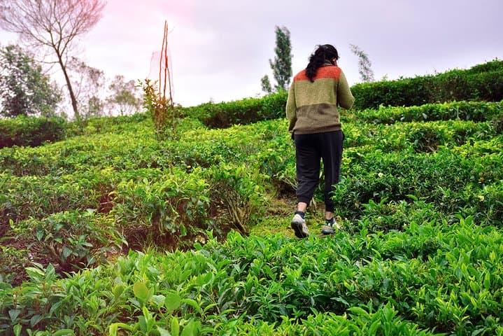 Hike to Single Tree Hill: Sunrise Vantage Over Nuwara Eliya