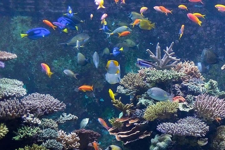 Snorkel the Dahab Blue Hole and Three Pools: Full-Day Reef Adventure photo 2