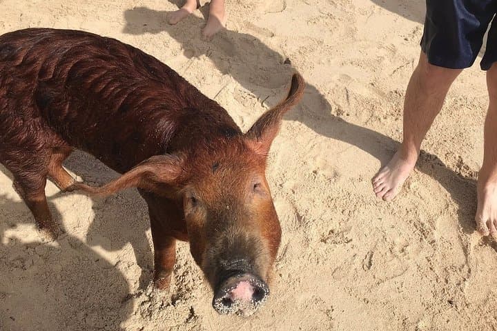 Swim with Pigs on Grand Bahama: Crystal Beach Tropical Experience photo 4