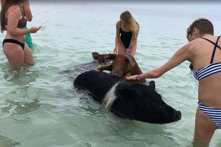Swim with Pigs on Grand Bahama: Crystal Beach Tropical Experience