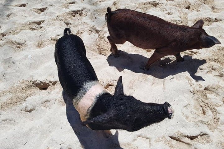 Swim with Pigs on Grand Bahama: Crystal Beach Tropical Experience photo 5