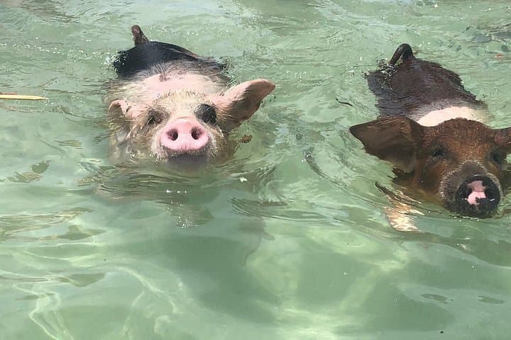 Swim with Pigs on Grand Bahama: Crystal Beach Tropical Experience photo 6