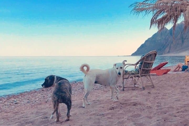 Snorkel the Dahab Blue Hole and Three Pools: Full-Day Reef Adventure photo 5