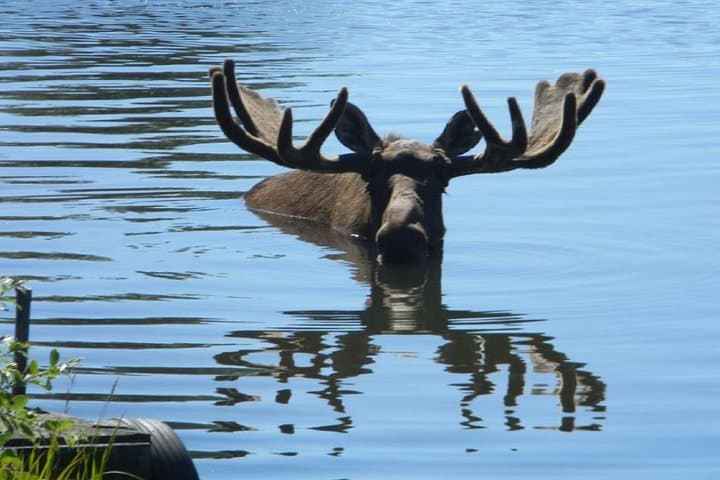 Anchorage to Whittier Private Tour & Cruise Transfer along Turnagain Arm photo 5