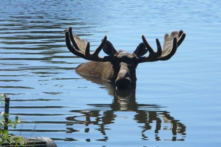Turnagain Arm & Portage Valley Private Tour — Seward Highway Scenic Day Trip from Anchorage photo 5