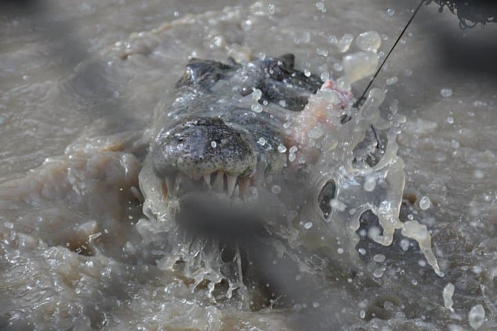 Adelaide River Jumping Crocodile Cruise — Darwin Day Trip with Lunch photo 5