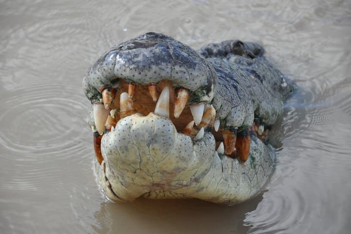 Adelaide River Jumping Crocodile Cruise — Darwin Day Trip with Lunch