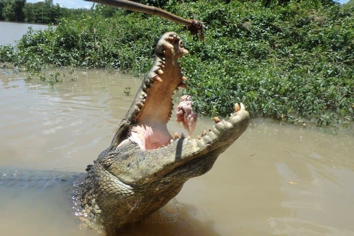 Adelaide River Jumping Crocodile Cruise — Darwin Day Trip with Lunch photo 2