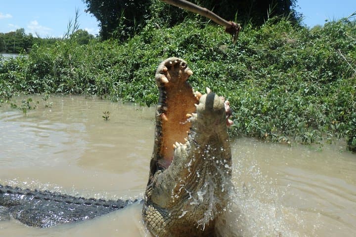 Adelaide River Jumping Crocodile Cruise — Darwin Day Trip with Lunch photo 6