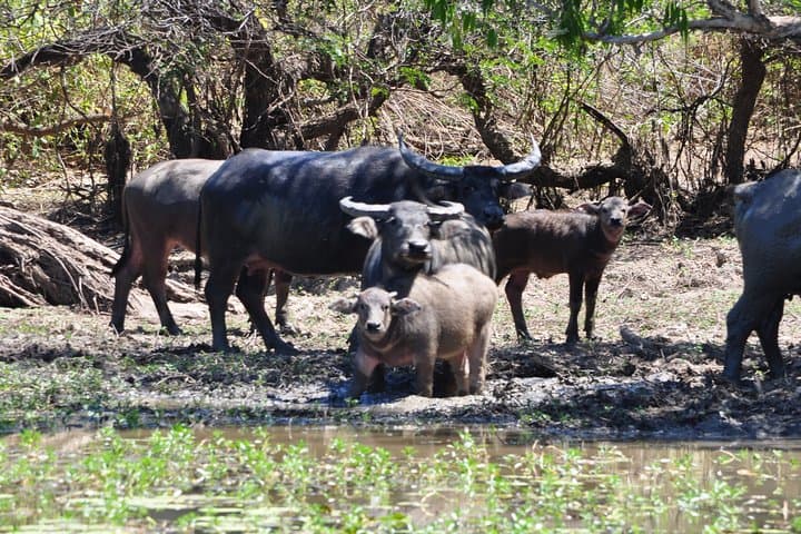 Adelaide River Jumping Crocodile Cruise — Darwin Day Trip with Lunch photo 4
