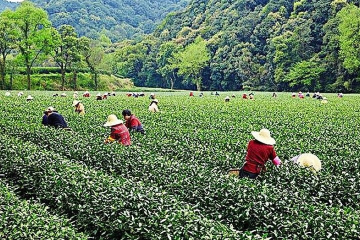 Half-Day Hangzhou Nature Explore: Longjing Tea Fields & Yunxi Bamboo Forest