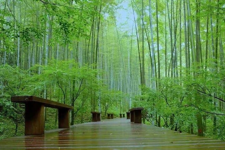 Half-Day Hangzhou Nature Explore: Longjing Tea Fields & Yunxi Bamboo Forest photo 2
