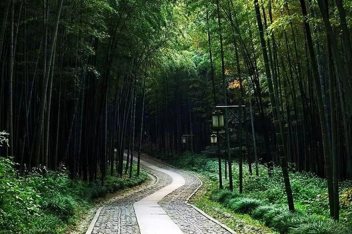 Half-Day Hangzhou Nature Explore: Longjing Tea Fields & Yunxi Bamboo Forest photo 4