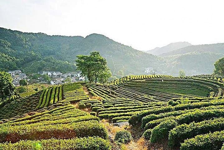 Half-Day Hangzhou Nature Explore: Longjing Tea Fields & Yunxi Bamboo Forest photo 5