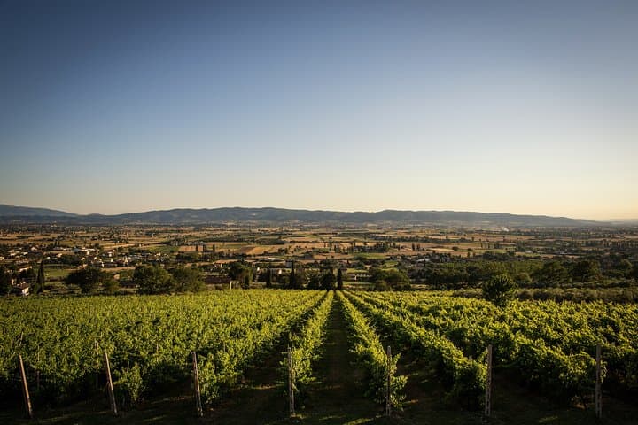 Open-Air Organic Wine Tasting with Panoramic Views of Assisi photo 3