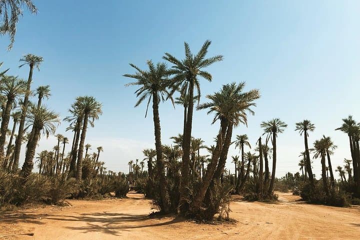 Quad Biking the Palmeraie: A Two-Hour Desert Ride from Marrakech photo 5